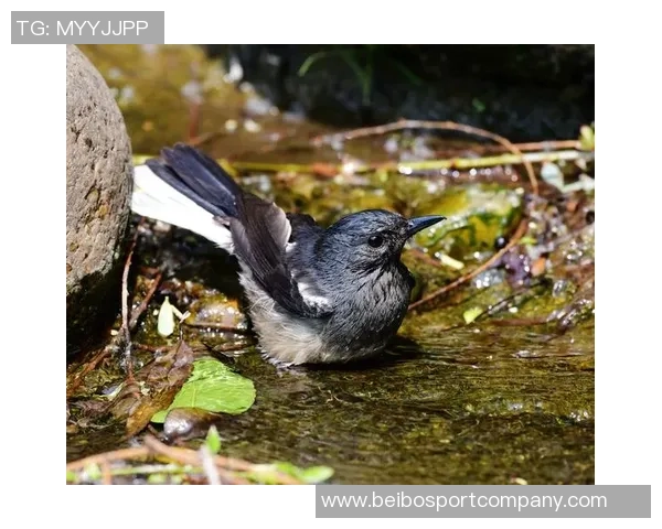 奥斯卡回忆疫情期间差点加盟巴萨愿意低薪为球队效力六个月 奥斯卡回忆疫情期间差点加盟巴萨愿意低薪为球队效力六个月